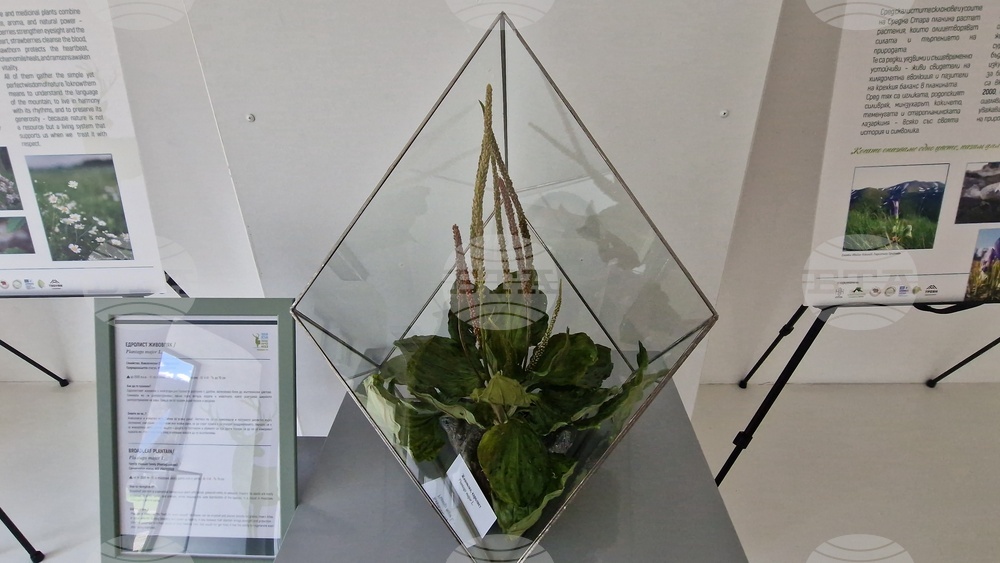 Село Орешак - „Керамична флористика - изкуство и ботаника“ - изложба