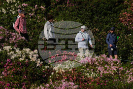 Masters Golf