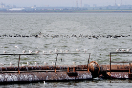 Giro d’Italia in Bulgaria, Stage 1: the Route Comes to Life in Images Captured on Camera by BTA