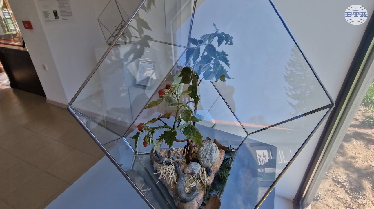 Изложба на керамична флористика представя растителното богатство на Средна Стара планина в Орешак