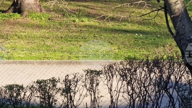 Предстои обработка срещу бълхи и кърлежи във Велико Търново