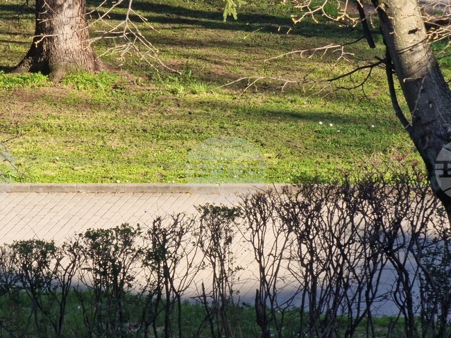 Предстои обработка срещу бълхи и кърлежи във Велико Търново