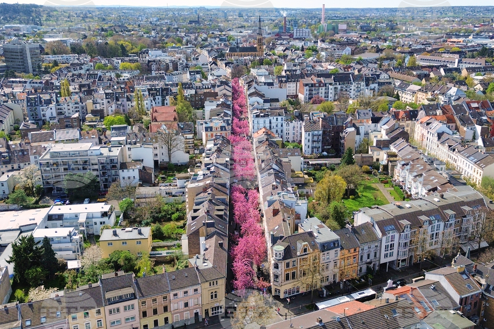 Germany Cherry Blossoms