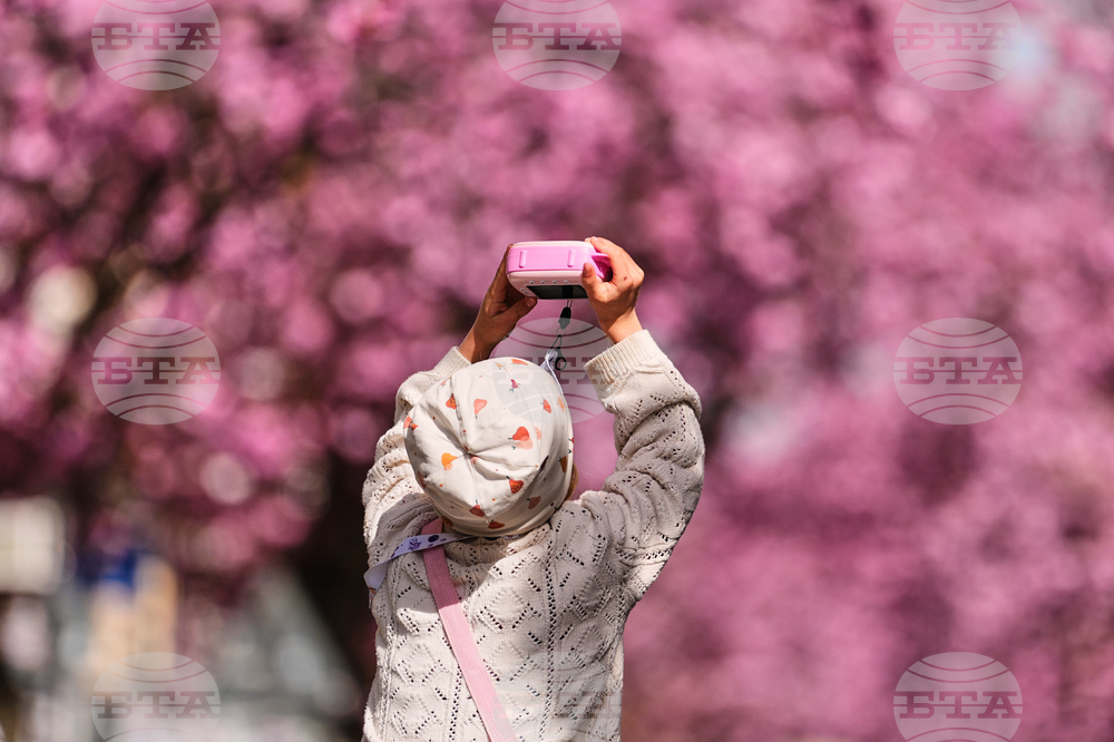 Germany Cherry Blossoms