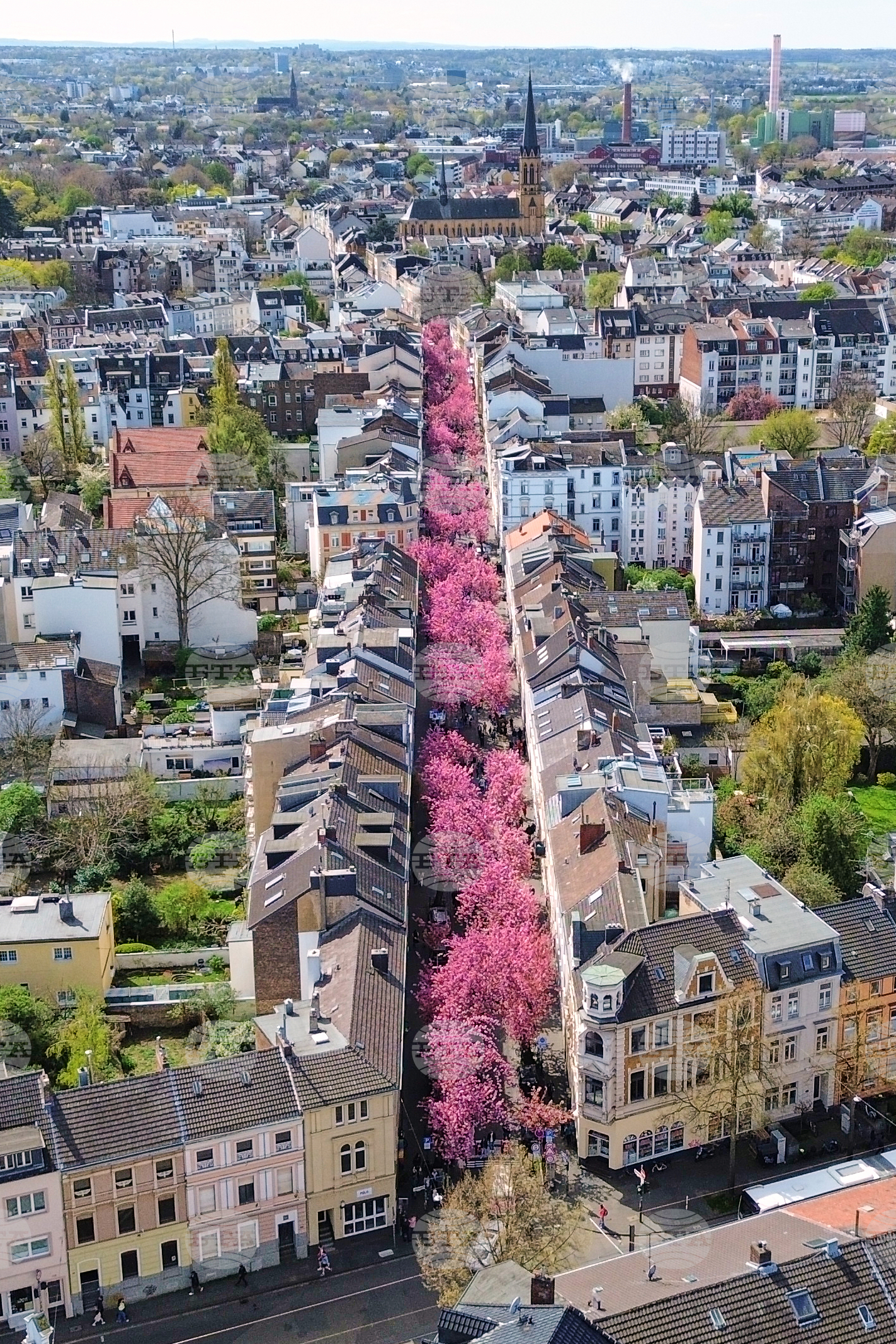 APTOPIX Germany Cherry Blossoms