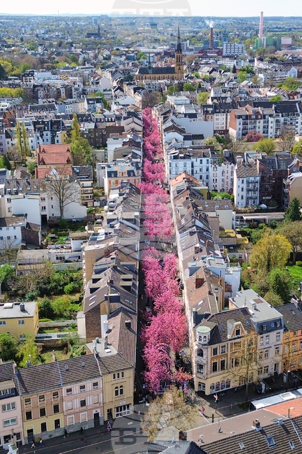 APTOPIX Germany Cherry Blossoms