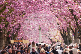 Germany Cherry Blossoms