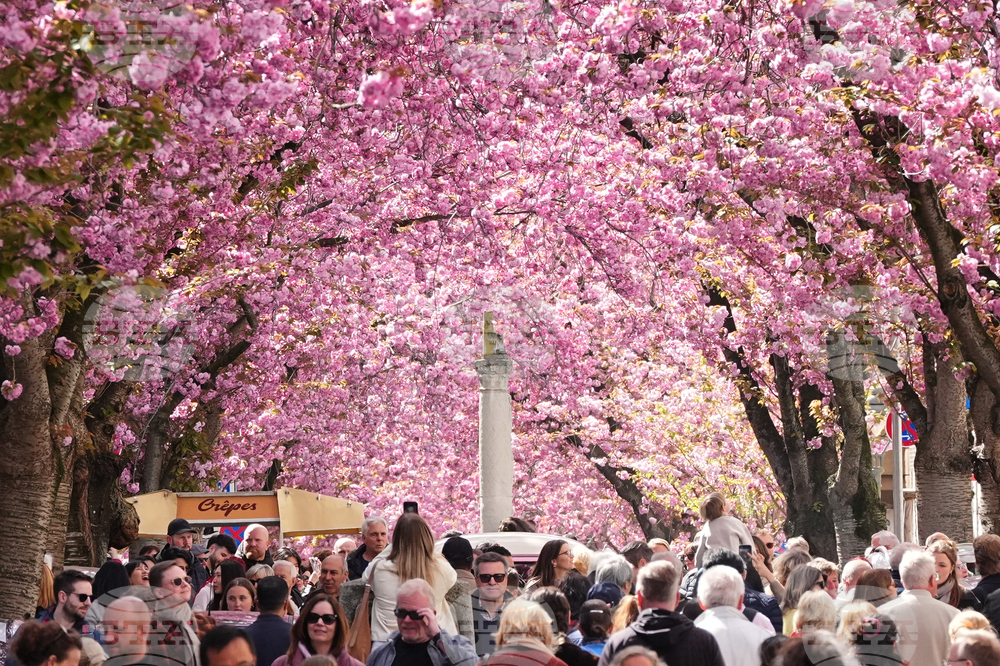 Germany Cherry Blossoms