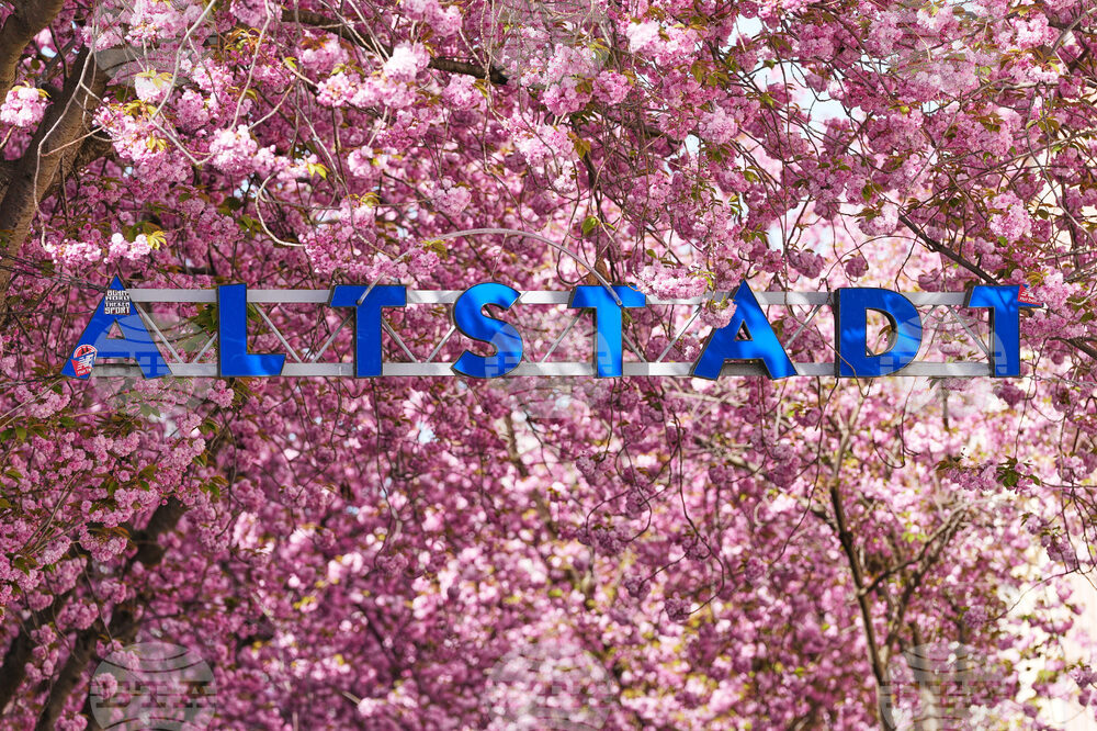 Germany Cherry Blossoms