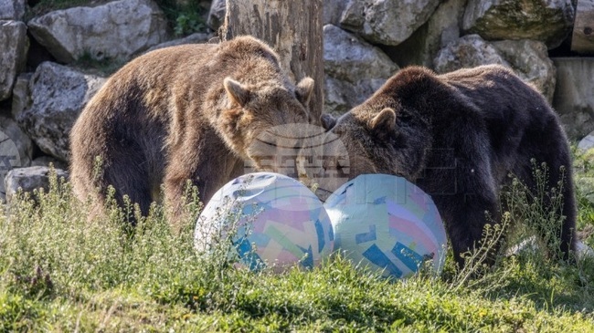 ХИНА: Обитателите от зоопарка в Загреб получиха великденски яйца и нова термитна могила