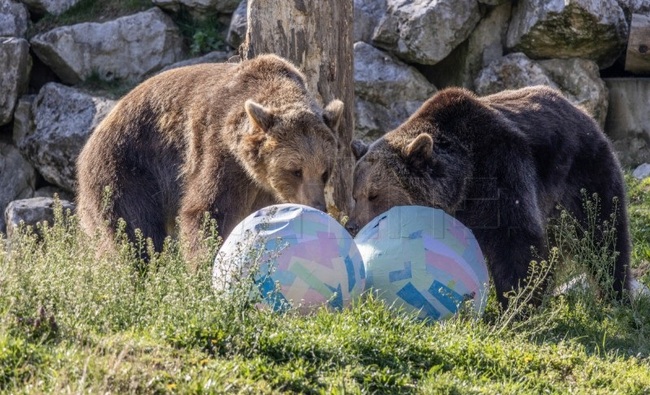 ХИНА: Обитателите от зоопарка в Загреб получиха великденски яйца и нова термитна могила