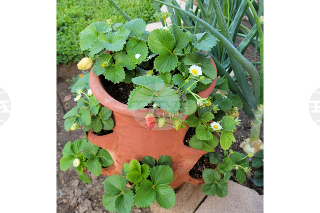 Gardening - Strawberry Pots