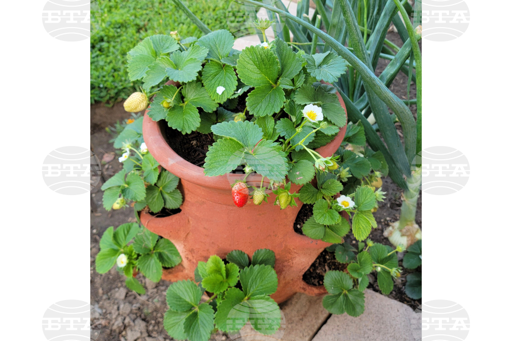 Gardening - Strawberry Pots