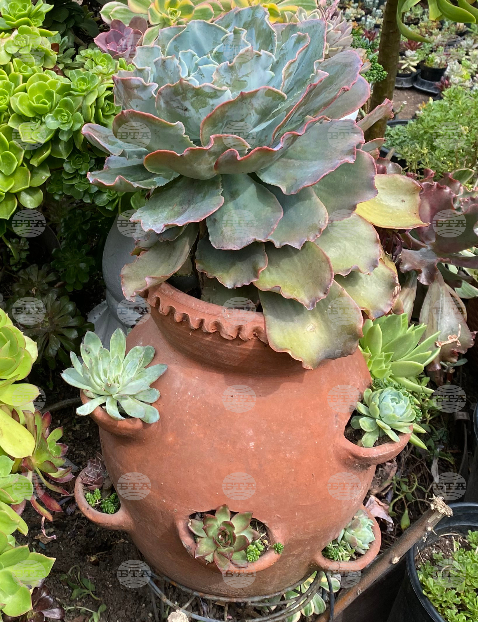 Gardening - Strawberry Pots