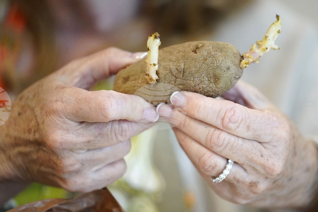  Учени откриха начин за отстраняване на токсични съединения от картофите