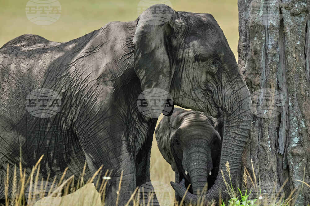 Kenya Wildlife