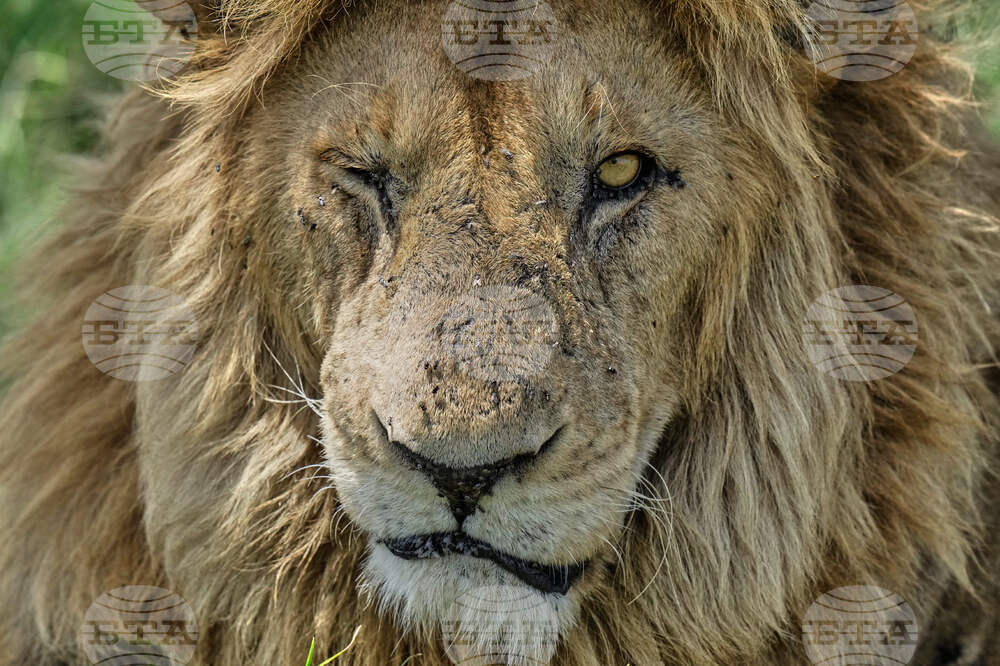 Kenya Wildlife