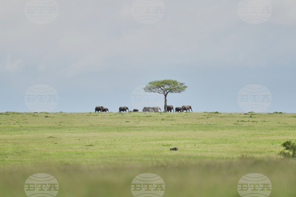 Kenya Wildlife