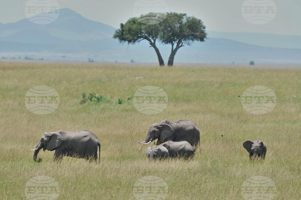 Kenya Wildlife