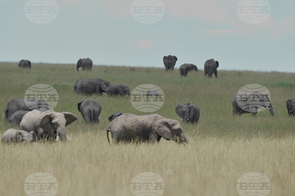 Kenya Wildlife