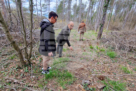 Шумен - Шуменско плато - съхнене на дървета