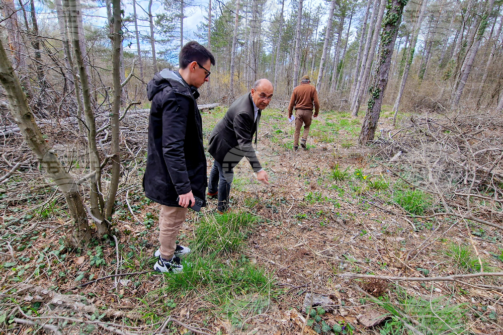Шумен - Шуменско плато - съхнене на дървета
