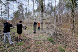 Шумен - Шуменско плато - съхнене на дървета