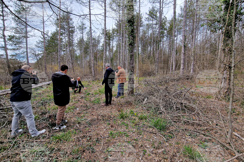 Шумен - Шуменско плато - съхнене на дървета