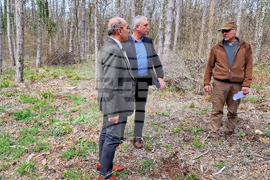 Шумен - Шуменско плато - съхнене на дървета