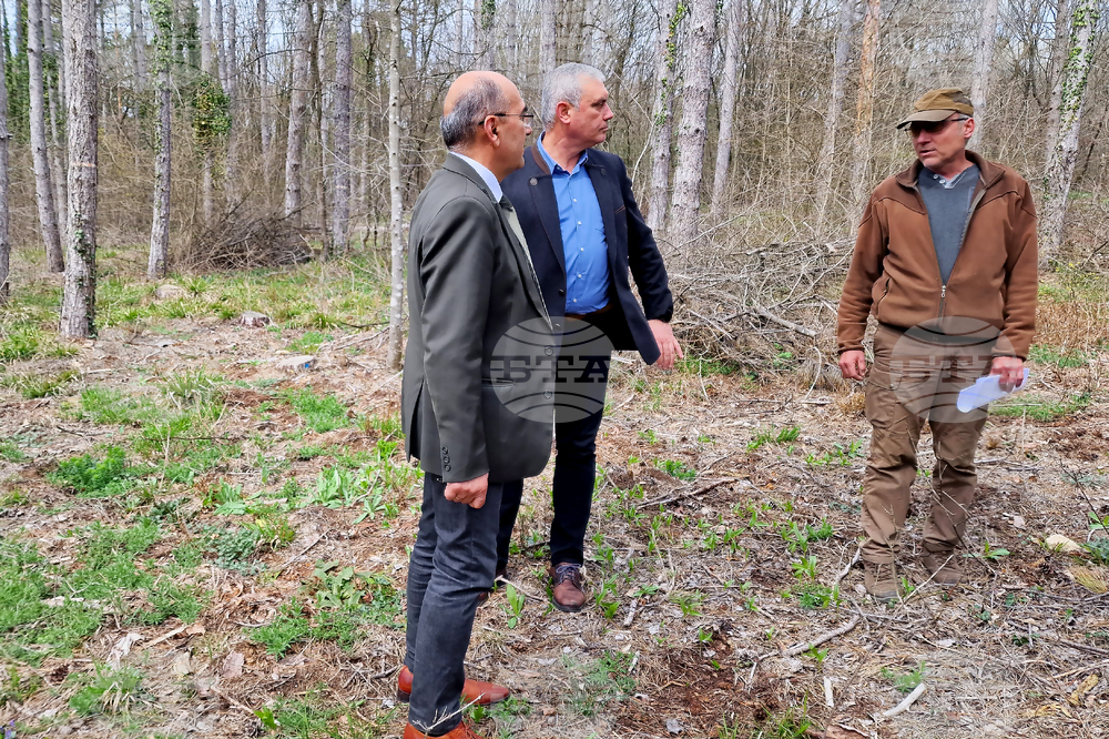 Шумен - Шуменско плато - съхнене на дървета