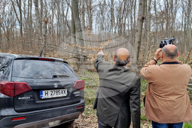 Шумен - Шуменско плато - съхнене на дървета