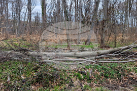 Шумен - Шуменско плато - съхнене на дървета