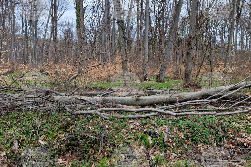 Шумен - Шуменско плато - съхнене на дървета