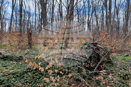 Шумен - Шуменско плато - съхнене на дървета