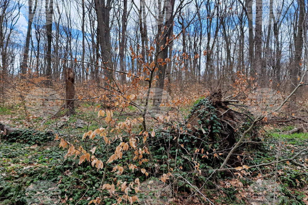 Шумен - Шуменско плато - съхнене на дървета
