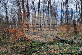 Шумен - Шуменско плато - съхнене на дървета