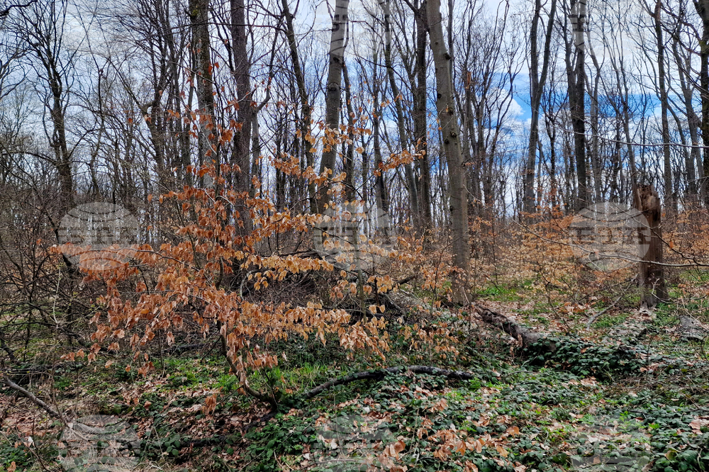 Шумен - Шуменско плато - съхнене на дървета