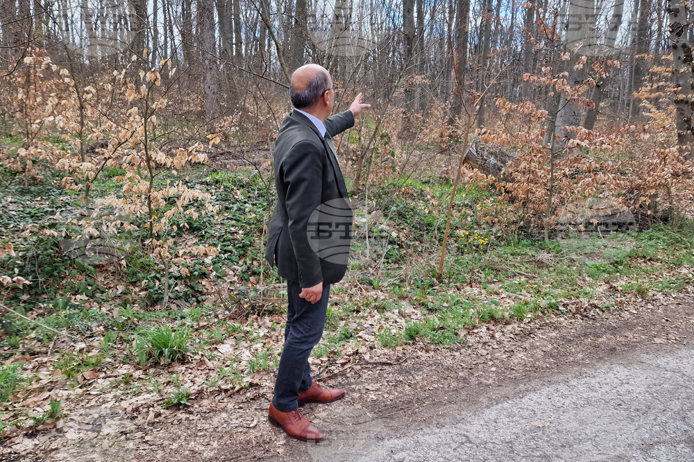 Шумен - Шуменско плато - съхнене на дървета