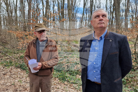 Шумен - Шуменско плато - съхнене на дървета