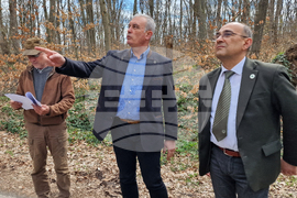 Шумен - Шуменско плато - съхнене на дървета