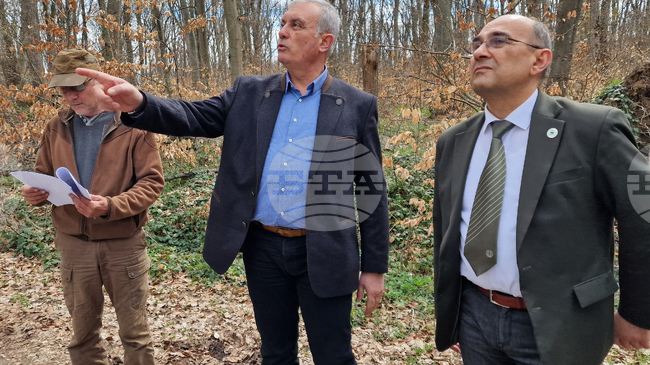 Продължава съхненето на иглолистни дървета на територията на Природния парк "Шуменско плато", каза инж. Емил Гелов, директор на РДГ - Шумен