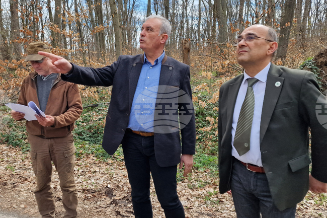 Продължава съхненето на иглолистни дървета на територията на Природния парк "Шуменско плато", каза инж. Емил Гелов, директор на РДГ - Шумен