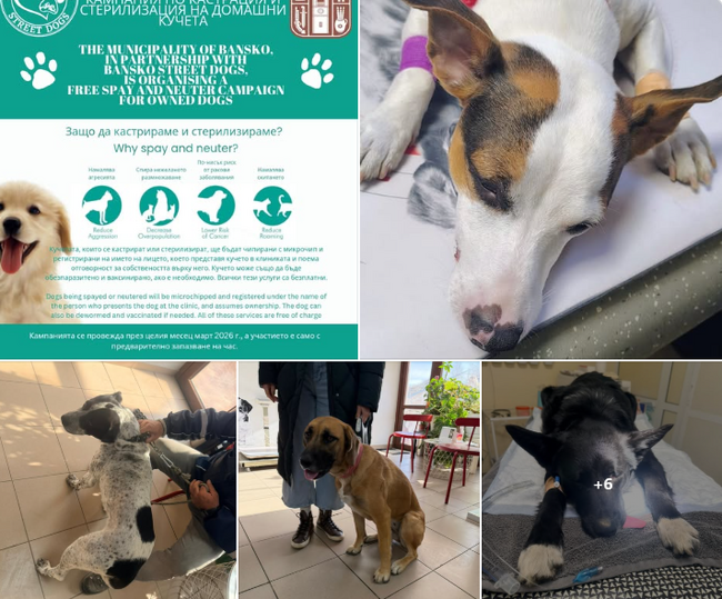 Община Банско и Bansko Street Dogs с първа съвместна кампания за безплатна кастрация на домашни кучета