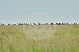 Kenya Wildlife