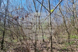 Село Маноле - "Седмица на гората"