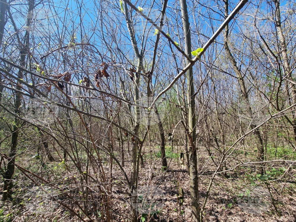 Село Маноле - "Седмица на гората"