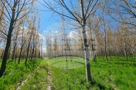 Село Маноле - "Седмица на гората"