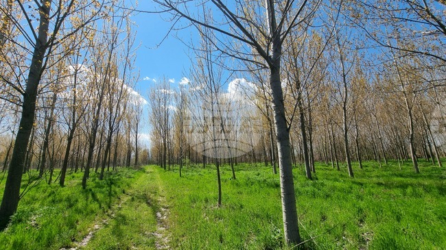 Общо 481 декара крайречни гори са възстановени по поречието на Дунав и Марица по проект, съобщиха на събитие за Седмицата на гората