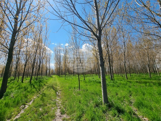 Село Маноле - "Седмица на гората"