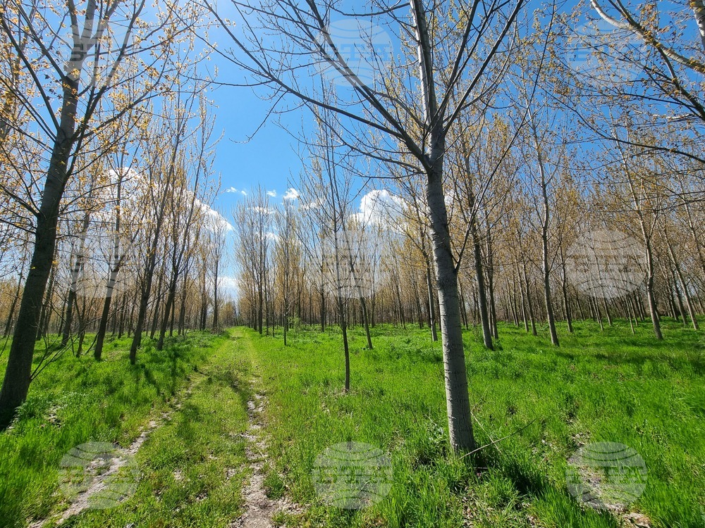 Село Маноле - "Седмица на гората"